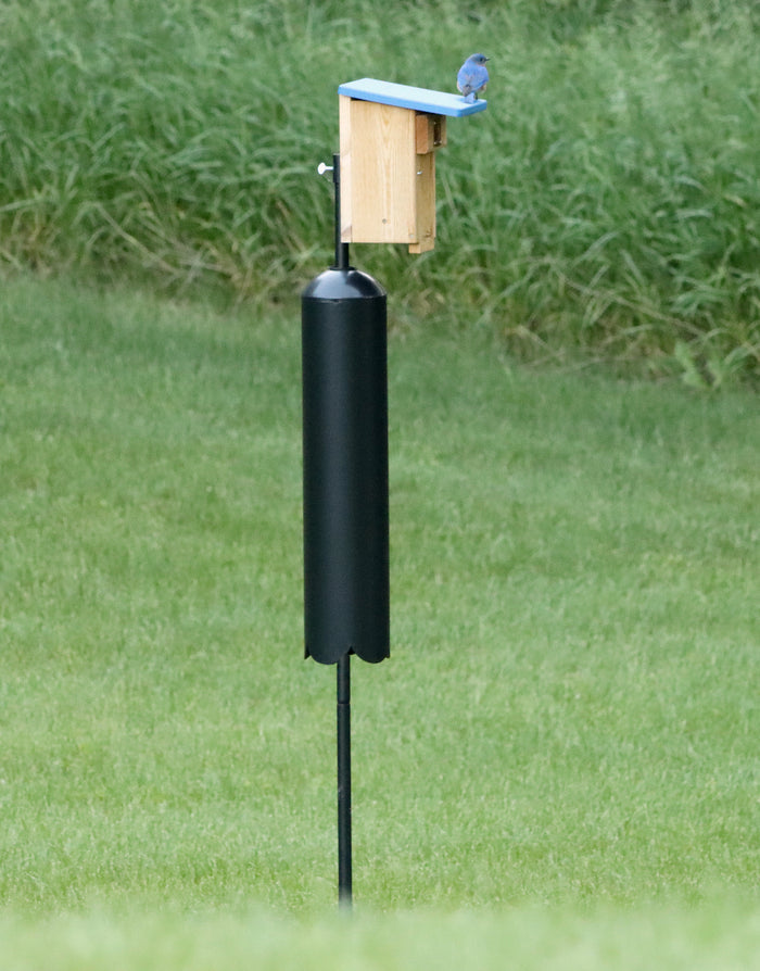Bluebird perches on the blue recycled plastic roof of a cedar bird house that is mounted to a black metal pole with a racoon baffle