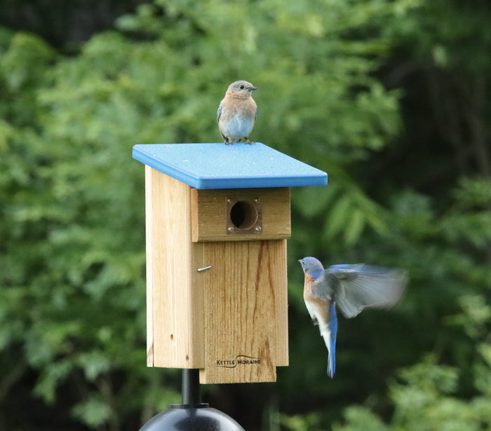 Cedar bird house with a blue recycled plastic roof features a flip-down front panel and a front entry hole. Blue bird perches on roof and another flies toward the entry