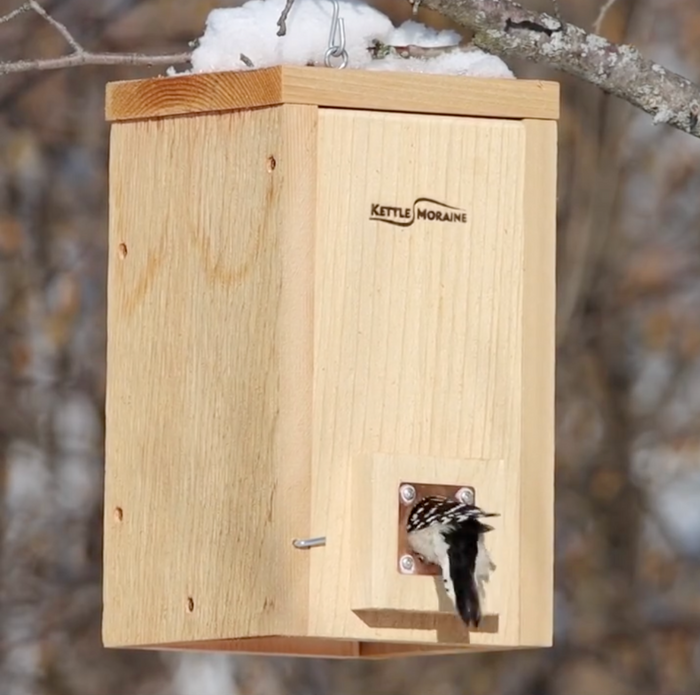 Woodpecker enters a large roosting box through the copper portal framed entrance in snowy weather.