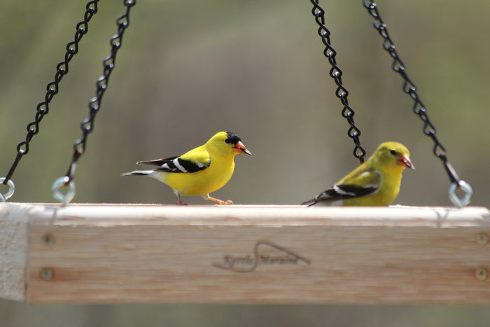 American Goldfinches eat inside a cedar tray feeder. One holds a black seed in its beak