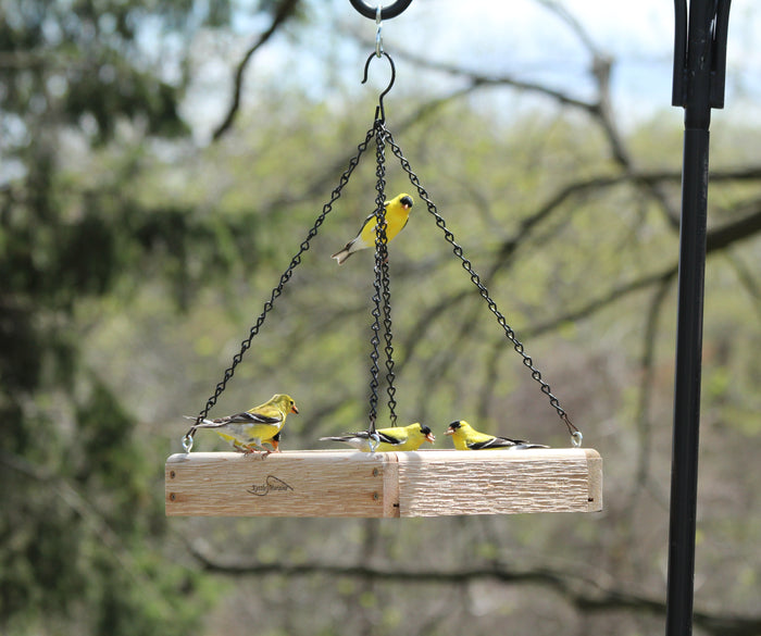 Four American Goldfinches perch all around a cedar tray feeder filled with bird seed.