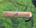 Downy woodpecker clinging upside down to log feeder with four holes filled with suet plugs.