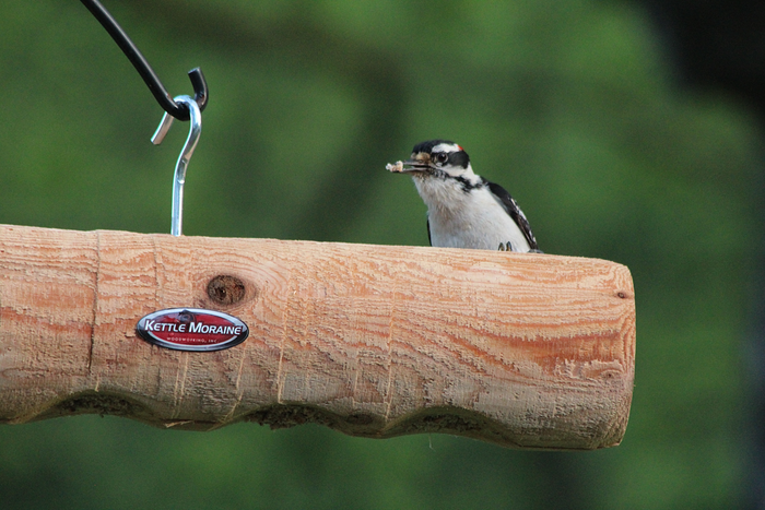 Male downy woodpecker perched on cedar log bird feeder hanging from a silver hook.