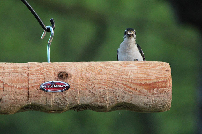 Male downy woodpecker perched on cedar log bird feeder hanging from a silver hook.