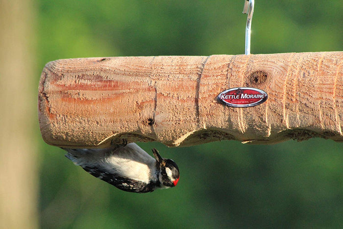 Male downy woodpecker eating upside down from a natural cedar log feeder with four holes filled with suet. Feeder hangs with silver hook.