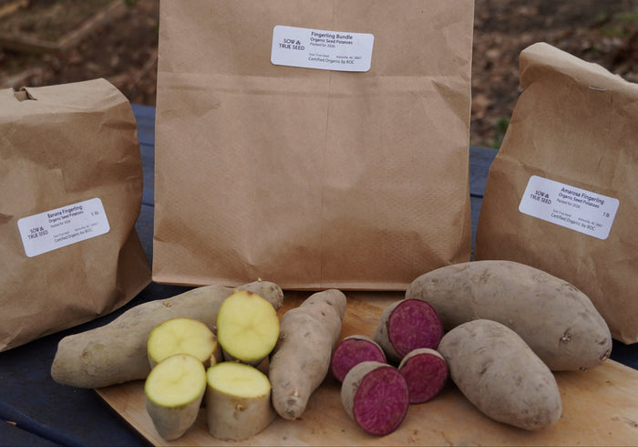 Fingerling Potato Bundle, ORGANIC - Sow True Seed