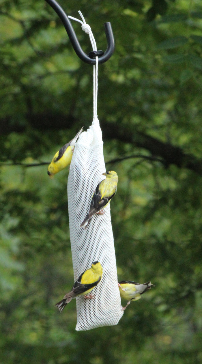 4 goldfinches clinging to a white nylon sock feeder filled with seed and hanging from a black hook by the draw string