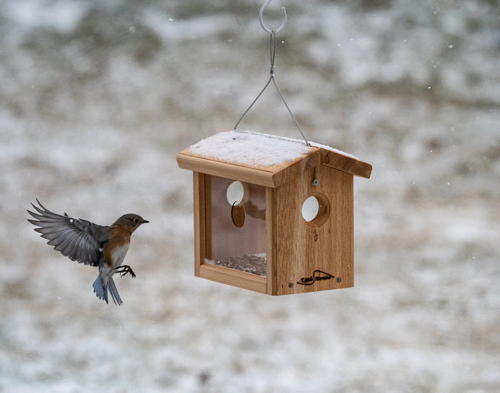Cedar hanging bird feeder with clear plexiglass siding and four entrance holes is filled with mealworms. Bluebird flying in.