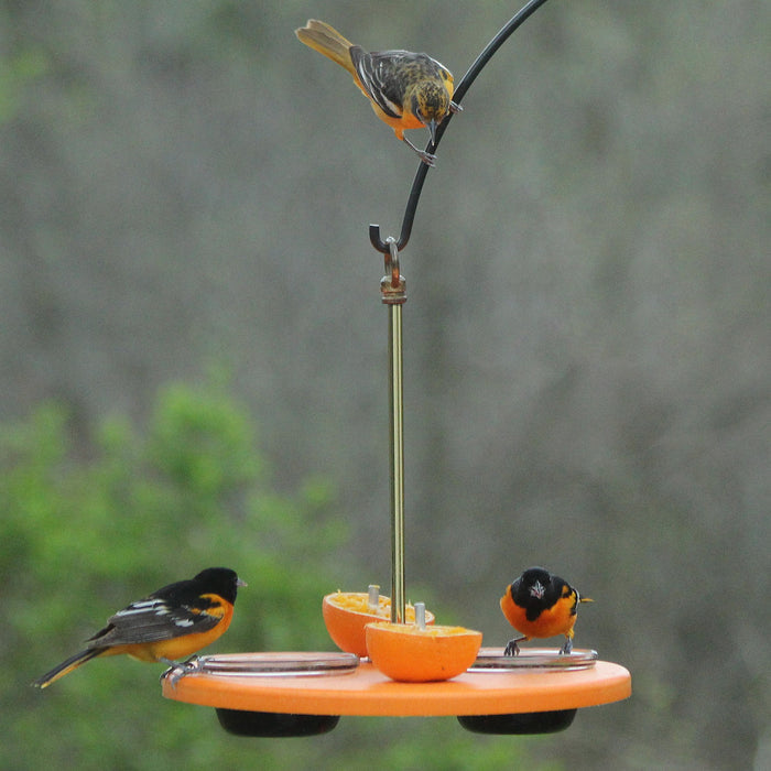 Orioles eating oranges and jelly on an orange platform feeder made of recycled plastic. Hangs outside with brass hardware.