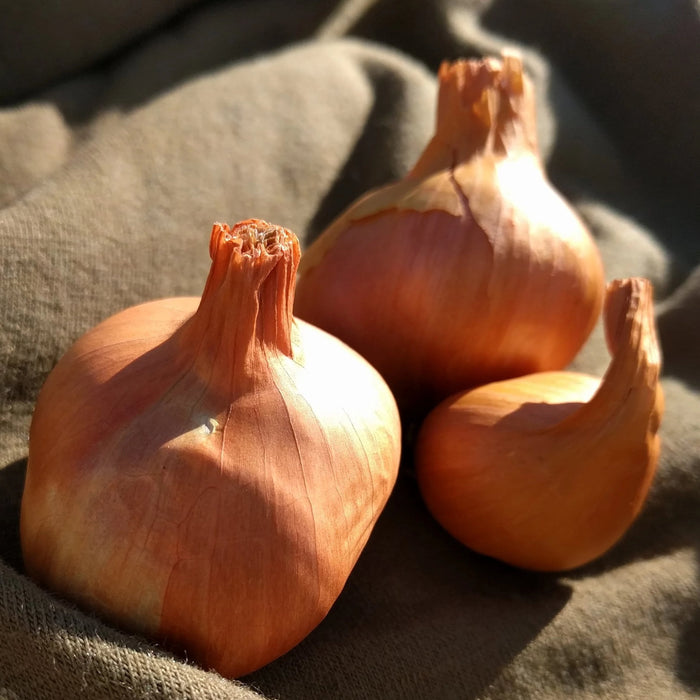 Onion - Perennial Potato (Seasonal) - Sow True Seed