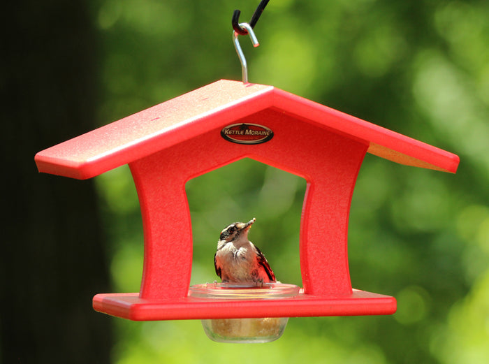 Red single cup bird feeder with woodpecker eating suet out of the glass dish. Feeder hangs by a silver hook.