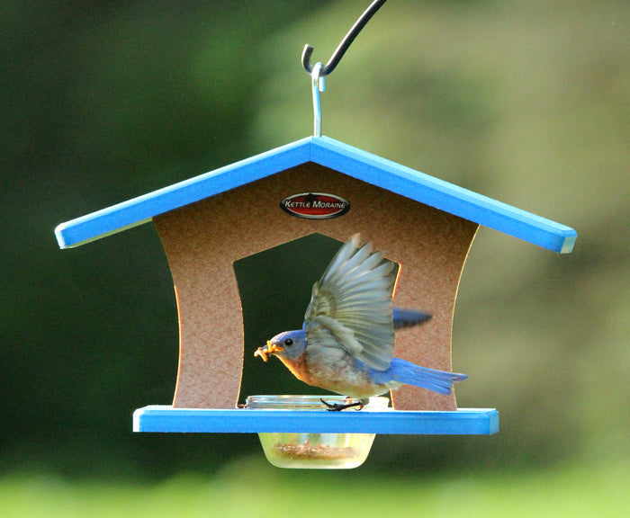 Bluebird flies off with mealworms from a brown and blue recycled plastic single cup feeder. Feeder has a large roof over and hangs from silver hook.