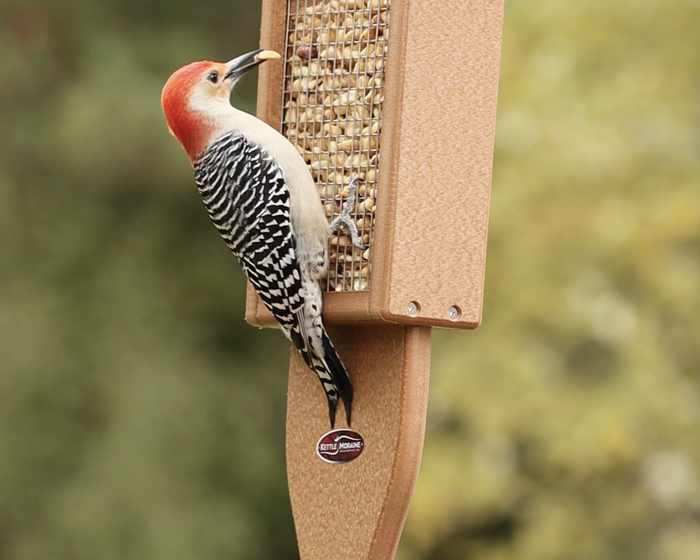 A woodpecker on a brown bird feeder filled with peanuts. The feeder has a wire mesh side. The bird feeder is made with recycled materials. It has a tail prop.