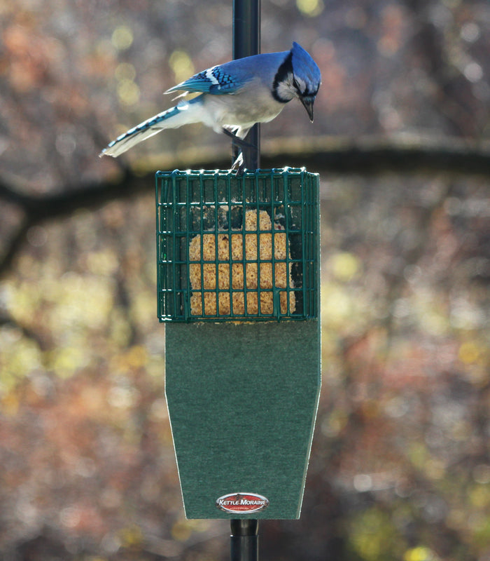 Blue jay perches on top of pole mount suet feeder made with green heavy coated wire cage and recycled plastic tail prop.