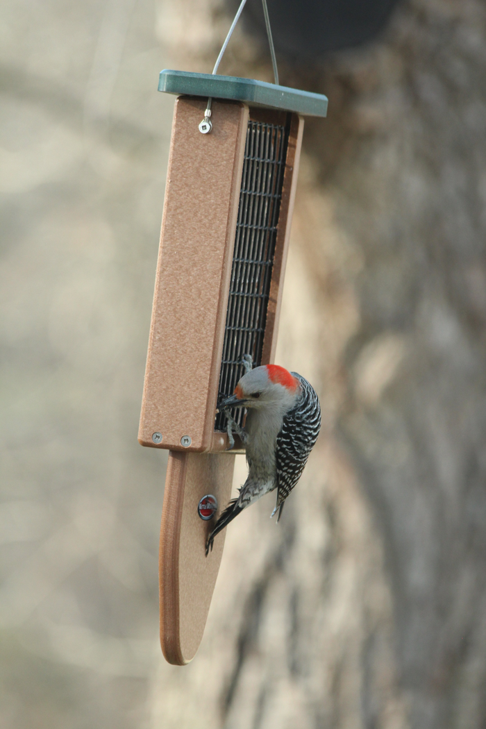 Woodpecker on hanging brown recycled plastic feeder with a tail prop. Features a green roof and black wire siding. Designed for two suet blocks