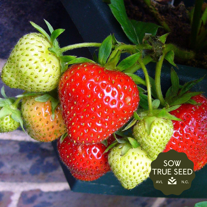 Sparkle Strawberry Plants - Sow True Seed