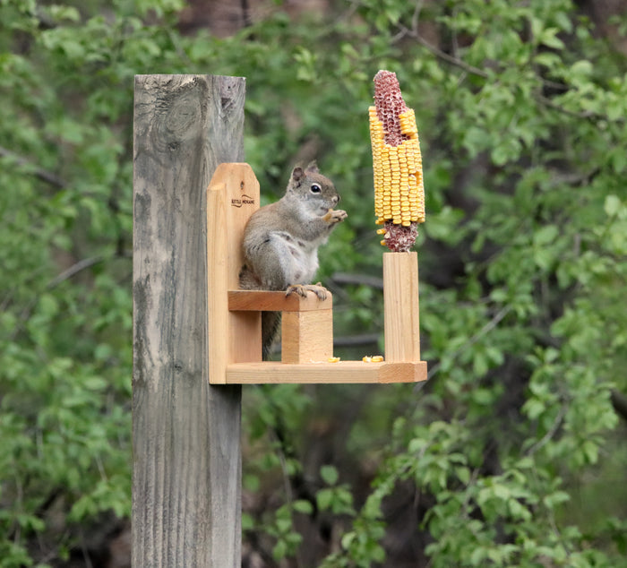 A squirrel sitting on a wooden squirrel seat attached to a post, with a piece of corn in front of it.