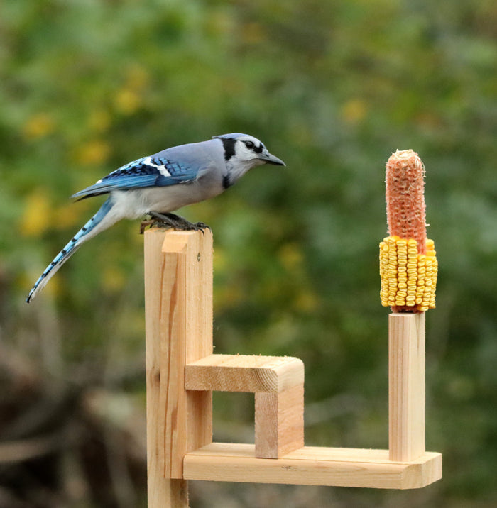 A blue jay perches on back of wooden squirrel seat attached to a post, with a piece of corn in front of it.