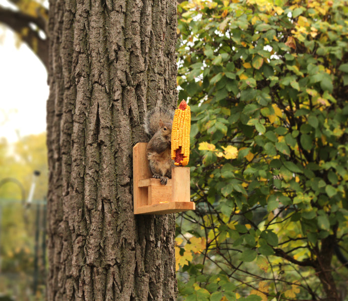 A squirrel sitting on a wooden squirrel seat attached to a tree trunk, with a piece of corn in front of it.