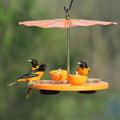 Orioles at platform cup feeder. Cups filled with grape jelly and two orange halves are on pegs. Feeder has a metal rain guard roof.