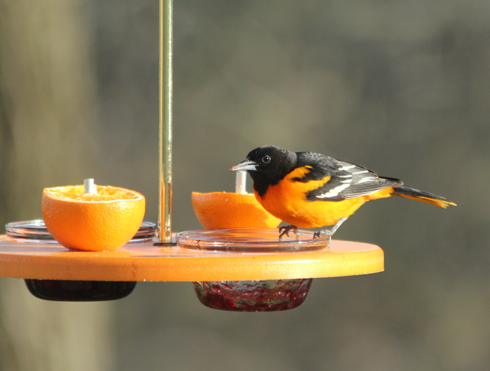 Oriole at platform cup feeder. Cups filled with grape jelly and two orange halves are on pegs. Brass hanging hardware.