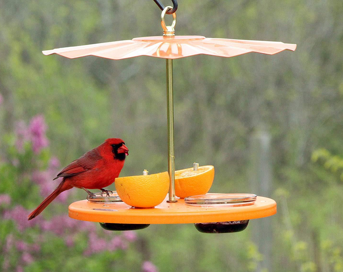Male cardinal at platform cup feeder. Cups filled with grape jelly and two orange halves are on pegs. Feeder has a metal rain guard roof.
