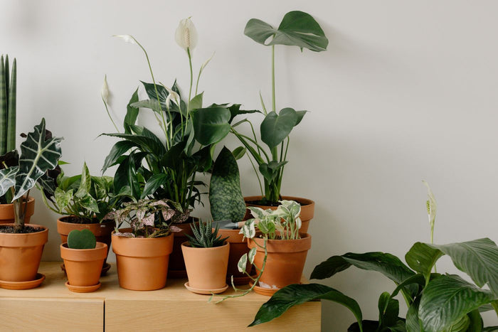 Terracotta pot set with saucers holding houseplants on a wood console