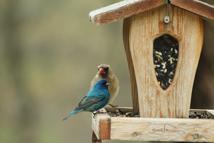 Indigo bunting and grosbeak on cedar hopper feeder filled with black and white seed