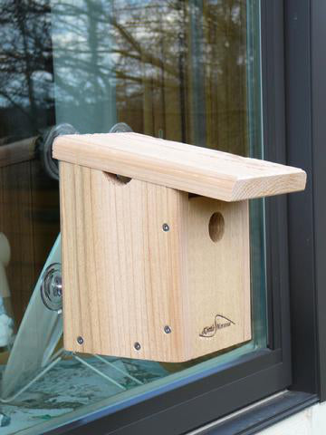Cedar bird nest box mounted to a window for viewing with four suction cups.