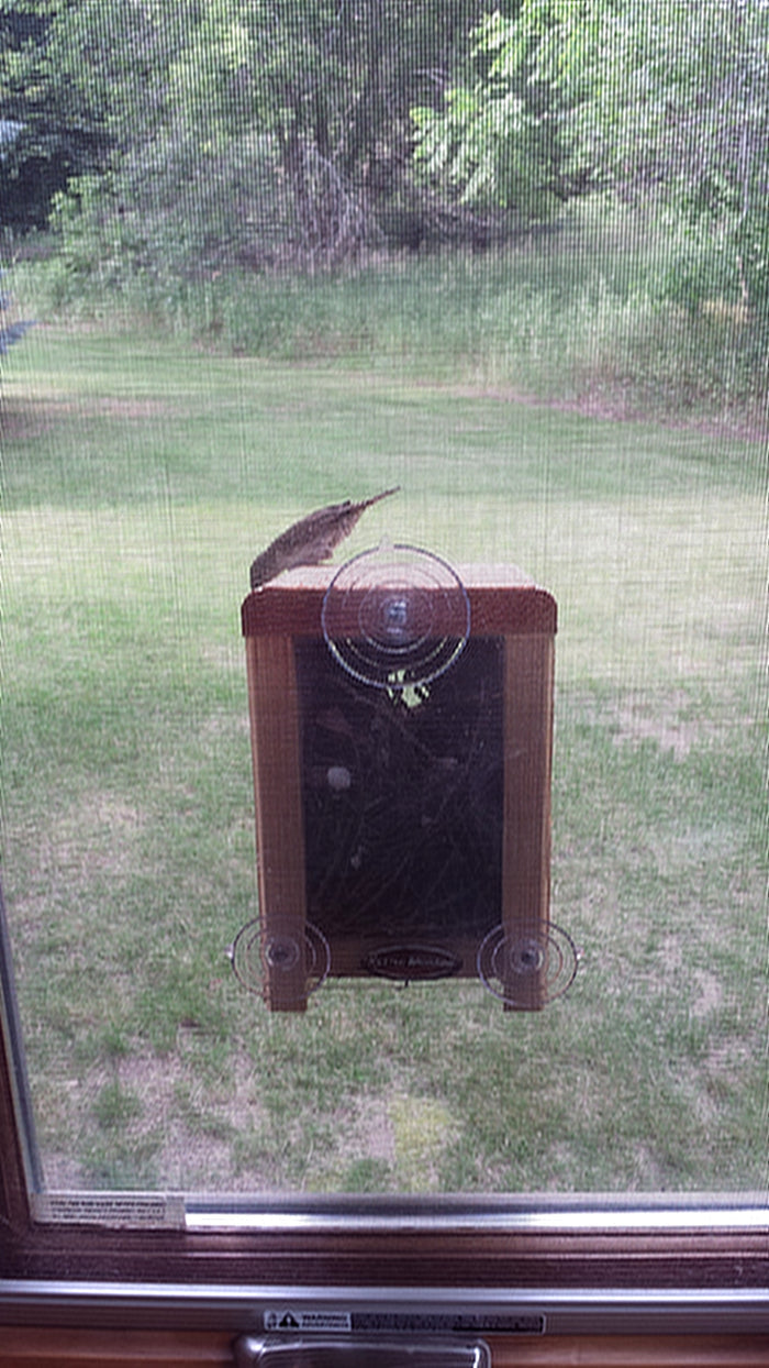View from inside window of a cedar window mounted nest box  with nest inside and a bird on the roof.